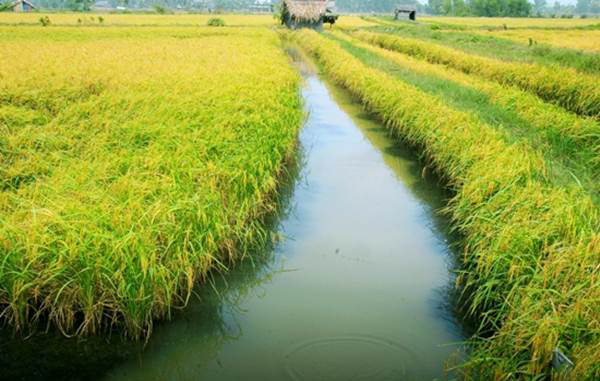 Xây nhà trên đất trồng lúa năm 2021 sẽ xử phạt thế nào? - Ảnh 1. Xây nhà trên đất trồng lúa năm 2021 sẽ xử phạt thế nào? - Ảnh 1.