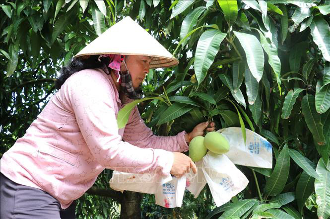 Sản xuất sản phẩm xoài chất lượng tạo nguồn nguyên liệu xuất khẩu - Ảnh 1. Sản xuất sản phẩm xoài chất lượng tạo nguồn nguyên liệu xuất khẩu - Ảnh 1.