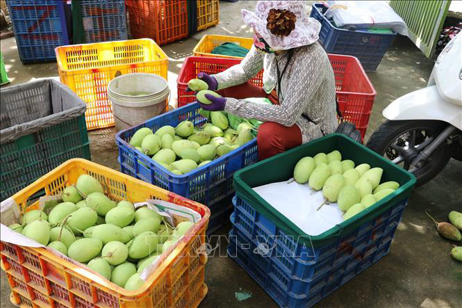 Sản xuất sản phẩm xoài chất lượng tạo nguồn nguyên liệu xuất khẩu - Ảnh 2. Sản xuất sản phẩm xoài chất lượng tạo nguồn nguyên liệu xuất khẩu - Ảnh 2.