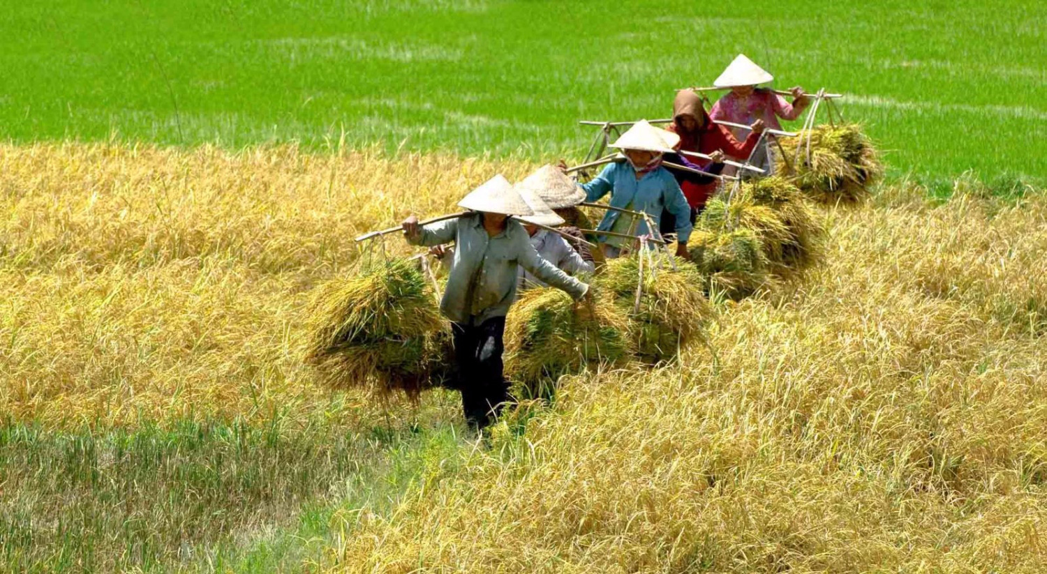 Quy định mới nhất về điều kiện nhận thừa kế đất nông nghiệp  - Ảnh 1.