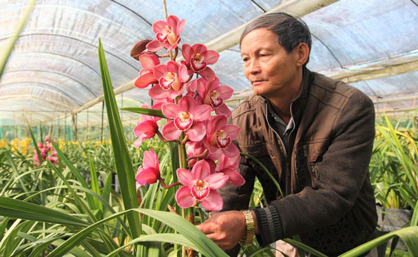 Hoa Trung Quốc gắn mác hoa Tết Đà Lạt - Ảnh 1. Hoa Trung Quốc gắn mác hoa Tết Đà Lạt - Ảnh 1.