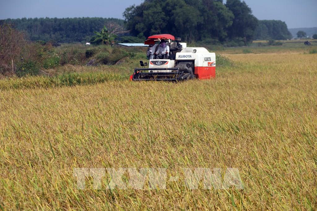 Giá lúa vụ Mùa tăng cao kỷ lục - Ảnh 1. Giá lúa vụ Mùa tăng cao kỷ lục - Ảnh 1.