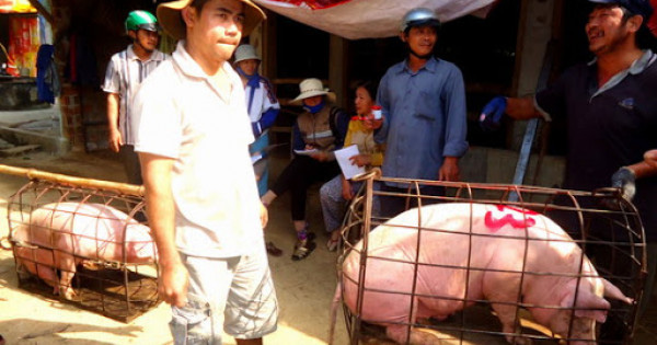 Giá nông sản hôm nay (8/1): Lợn hơi tiếp tục tăng, cà phê vẫn giữ đà giảm - Ảnh 1. Giá nông sản hôm nay (8/1): Lợn hơi tiếp tục tăng, cà phê vẫn giữ đà giảm - Ảnh 1.