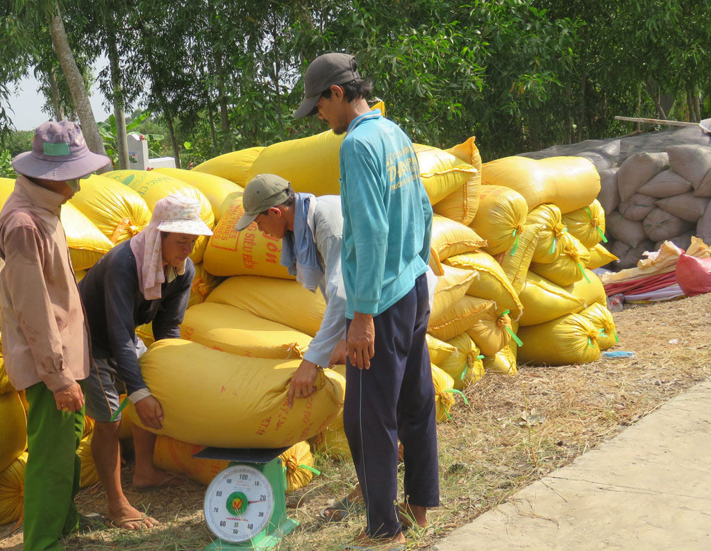 Giá nông sản hôm nay (8/1): Lợn hơi tiếp tục tăng, cà phê vẫn giữ đà giảm - Ảnh 5. Giá nông sản hôm nay (8/1): Lợn hơi tiếp tục tăng, cà phê vẫn giữ đà giảm - Ảnh 5.