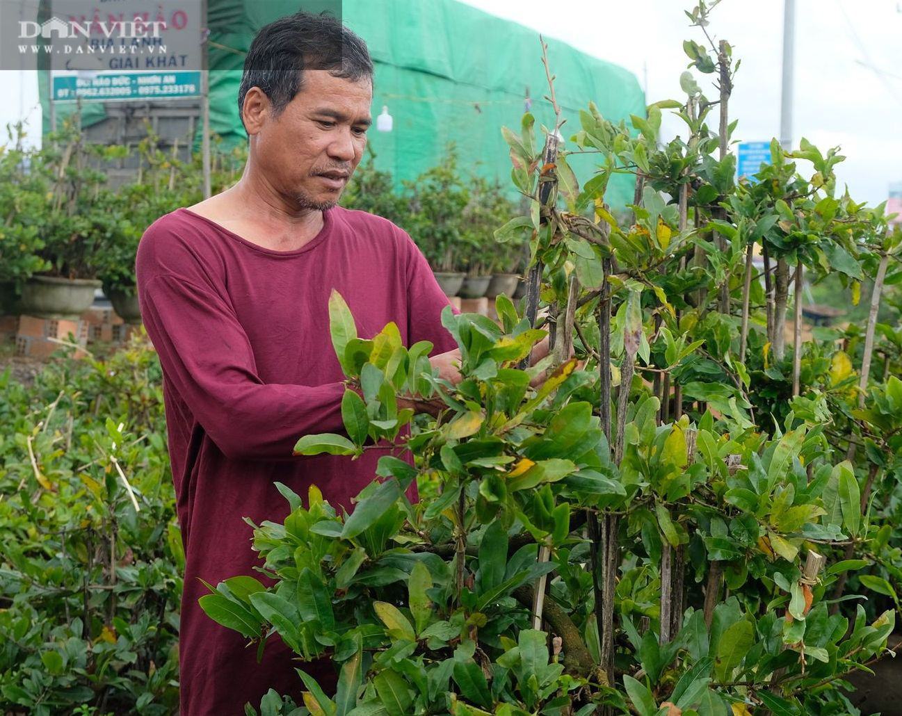 Nông dân thủ phủ mai vàng miền Trung “chật vật”… chạy Tết - Ảnh 4.