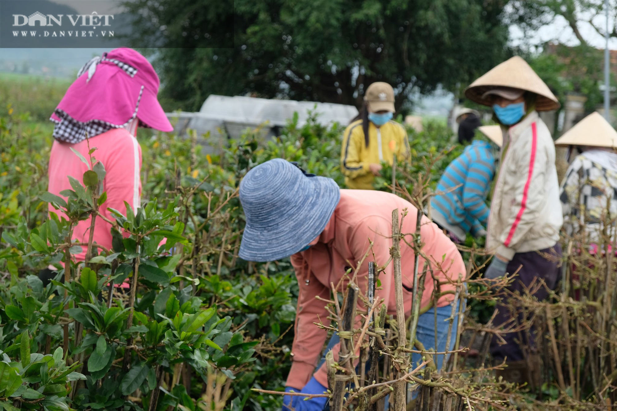 Nông dân thủ phủ mai vàng miền Trung “chật vật”… chạy Tết - Ảnh 3.
