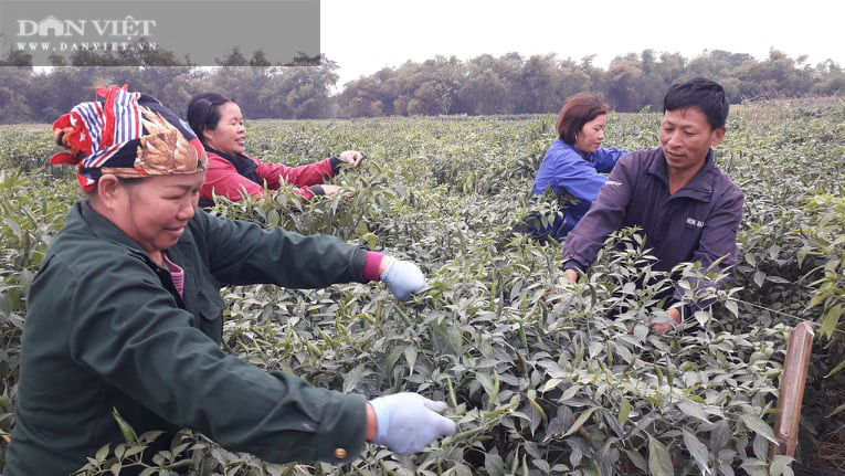 Ớt được mùa được giá, nhiều nông dân ở Thái Nguyên trúng đậm - Ảnh 1.