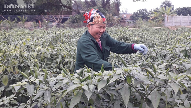 Ớt được mùa được giá, nhiều nông dân ở Thái Nguyên trúng đậm - Ảnh 2.