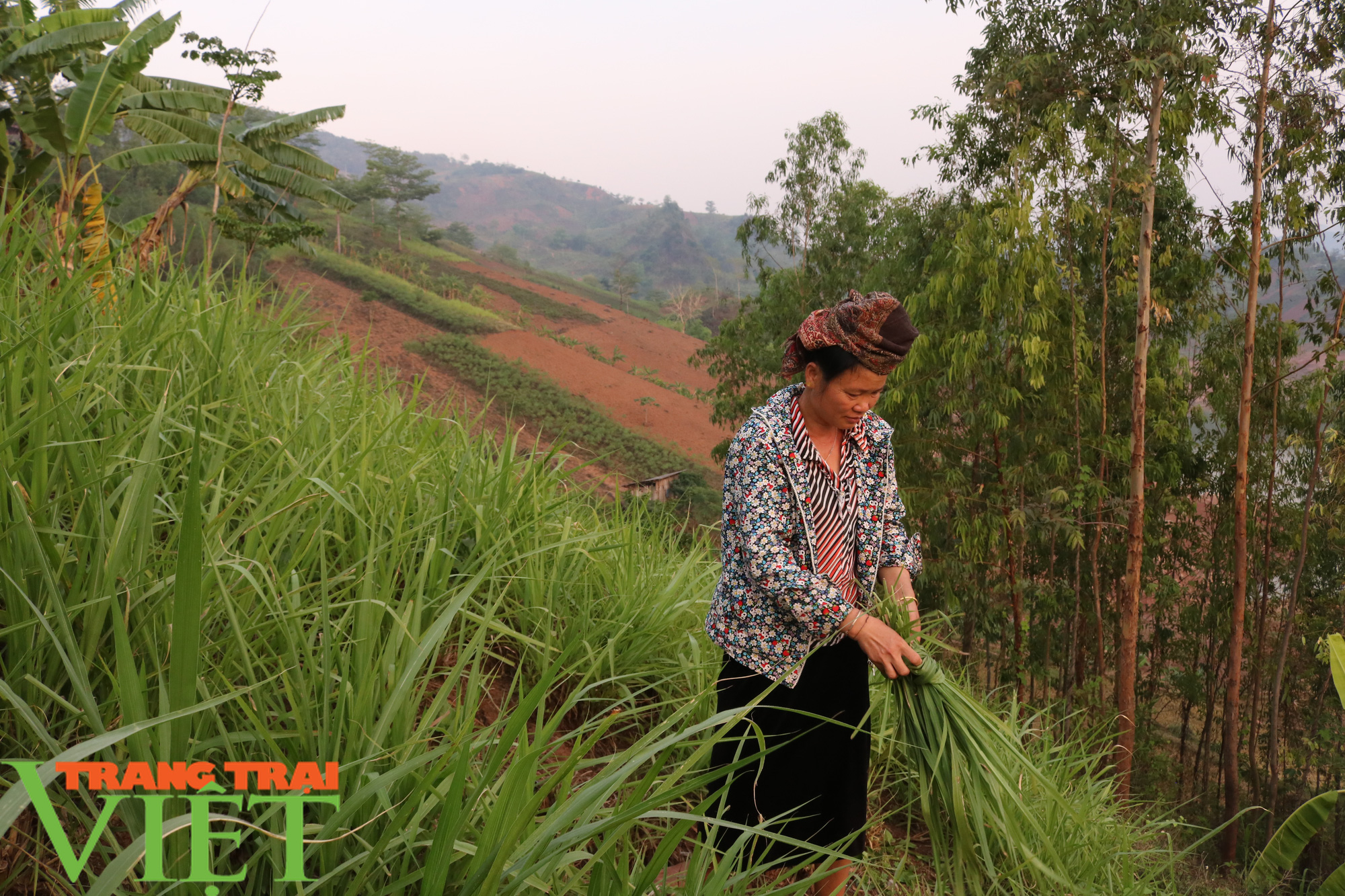 Nông dân xã Nặm Ét giúp nhau phát triển kinh tế - Ảnh 2. Nông dân xã Nặm Ét giúp nhau phát triển kinh tế - Ảnh 2.