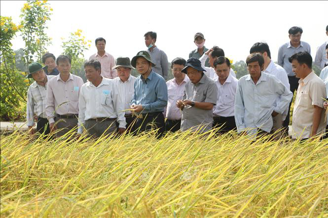 Nghiên cứu quy trình để giống gạo ST thành thương hiệu gạo thơm Việt Nam - Ảnh 2.