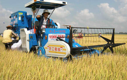 Nông dân ăn Tết lớn nhờ trúng giá - Ảnh 1. Nông dân ăn Tết lớn nhờ trúng giá - Ảnh 1.