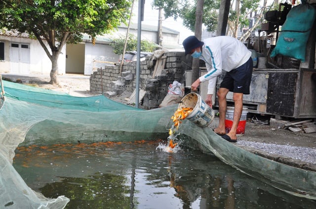 Làng nuôi cá chép đỏ nổi tiếng ở xứ Thanh trước ngày tiễn Táo Quân chầu trời - Ảnh 5.
