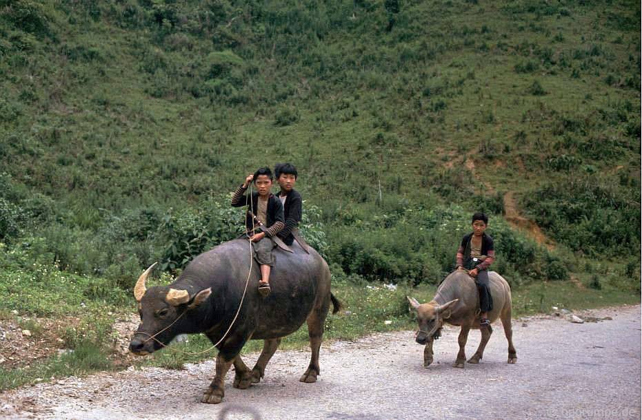 CHÙM ẢNH cực chất về những chú trâu ở Việt Nam năm 1992 - Ảnh 1. CHÙM ẢNH cực chất về những chú trâu ở Việt Nam năm 1992 - Ảnh 1.