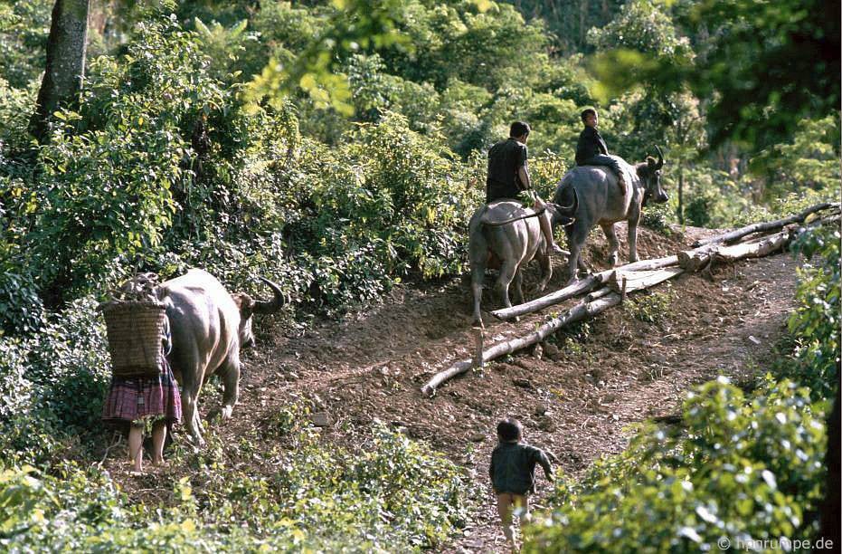 CHÙM ẢNH cực chất về những chú trâu ở Việt Nam năm 1992 - Ảnh 10. CHÙM ẢNH cực chất về những chú trâu ở Việt Nam năm 1992 - Ảnh 10.