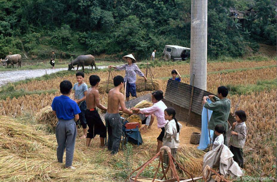 CHÙM ẢNH cực chất về những chú trâu ở Việt Nam năm 1992 - Ảnh 12. CHÙM ẢNH cực chất về những chú trâu ở Việt Nam năm 1992 - Ảnh 12.