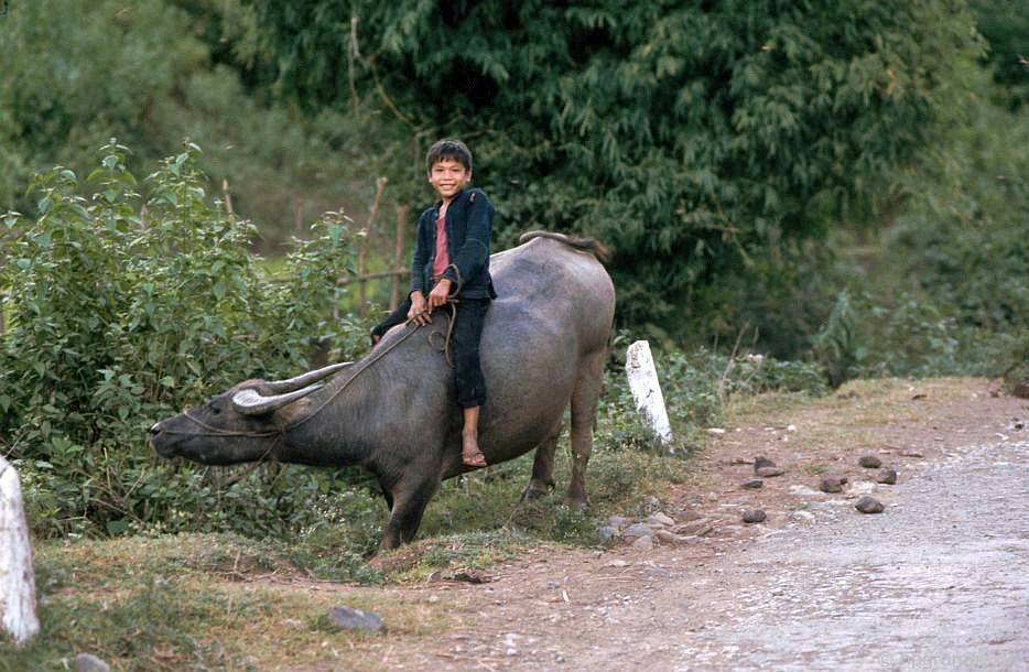 CHÙM ẢNH cực chất về những chú trâu ở Việt Nam năm 1992 - Ảnh 2. CHÙM ẢNH cực chất về những chú trâu ở Việt Nam năm 1992 - Ảnh 2.