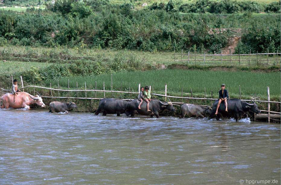 CHÙM ẢNH cực chất về những chú trâu ở Việt Nam năm 1992 - Ảnh 3. CHÙM ẢNH cực chất về những chú trâu ở Việt Nam năm 1992 - Ảnh 3.