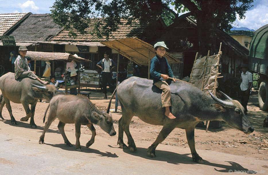 CHÙM ẢNH cực chất về những chú trâu ở Việt Nam năm 1992 - Ảnh 7. CHÙM ẢNH cực chất về những chú trâu ở Việt Nam năm 1992 - Ảnh 7.