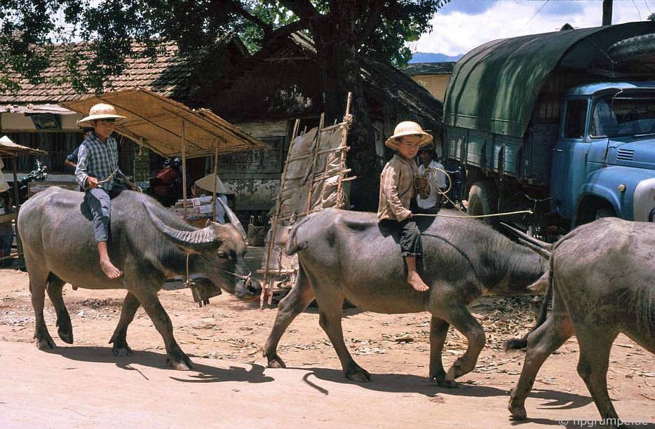 CHÙM ẢNH cực chất về những chú trâu ở Việt Nam năm 1992 - Ảnh 8. CHÙM ẢNH cực chất về những chú trâu ở Việt Nam năm 1992 - Ảnh 8.