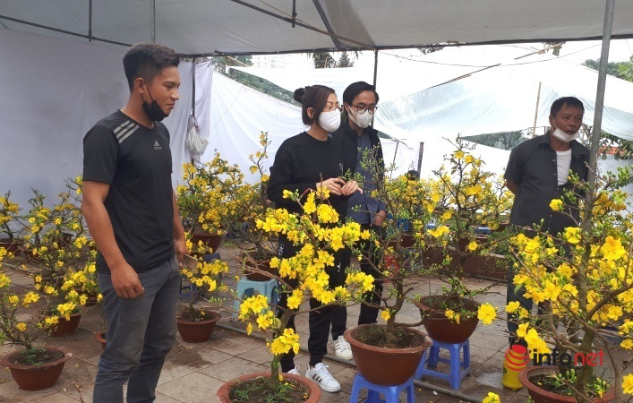 Chuyện người trồng mai Tết doanh thu hàng chục tỷ đồng mỗi năm, chỉ bán 1 cây đủ tiền xây biệt thự - Ảnh 2. Chuyện người trồng mai Tết doanh thu hàng chục tỷ đồng mỗi năm, chỉ bán 1 cây đủ tiền xây biệt thự - Ảnh 2.