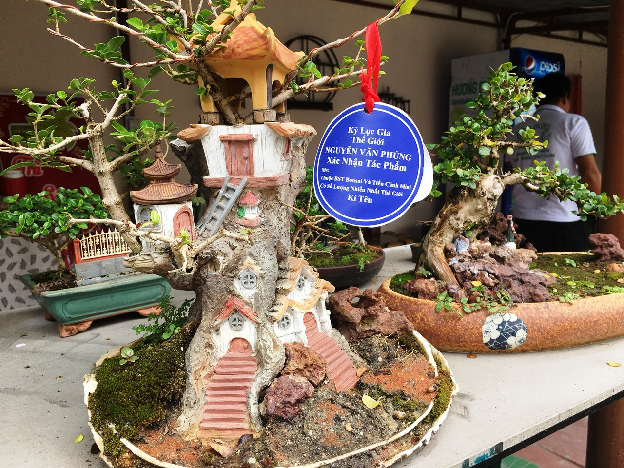 Bộ sưu tập bonsai mini đạt kỷ lục thế giới được trưng bày tại Nha Trang - Ảnh 3.