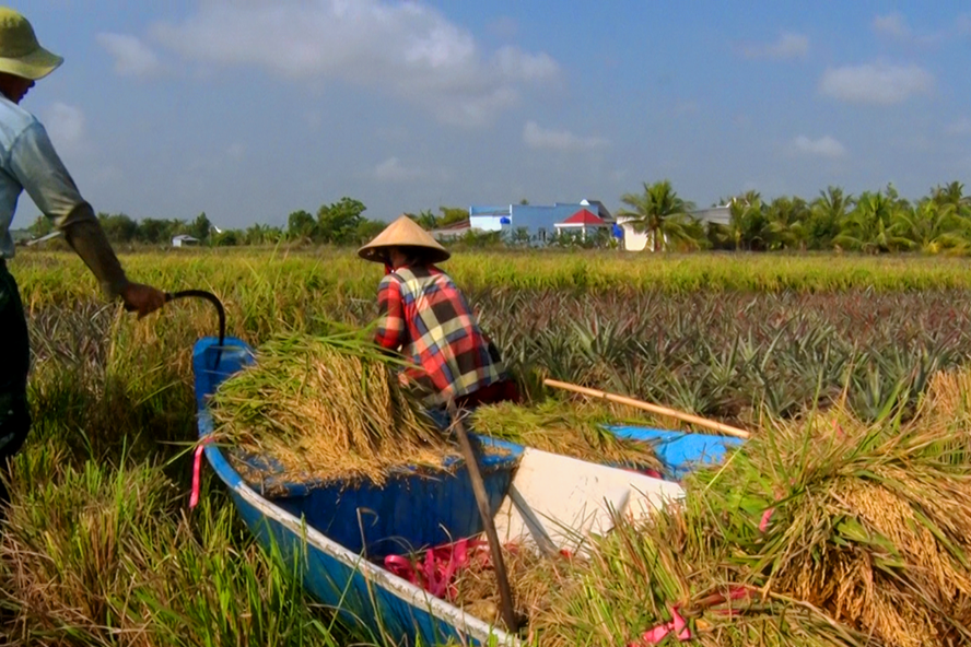 Kiên Giang: Lúa bệ ở vùng đất này trồng như thế nào mà xay ra thứ gạo sạch 100%? - Ảnh 1.