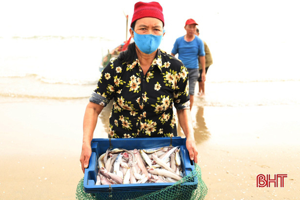 Hà Tĩnh: Ngư dân trúng đậm loại cá nhão như cháo, được dân nhậu lùng mua, mỗi tàu lãi 5-7 triệu - Ảnh 2.