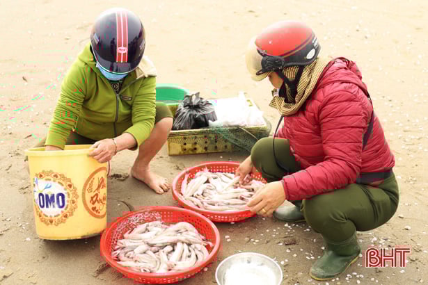 Hà Tĩnh: Ngư dân trúng đậm loại cá nhão như cháo, được dân nhậu lùng mua, mỗi tàu lãi 5-7 triệu - Ảnh 5.