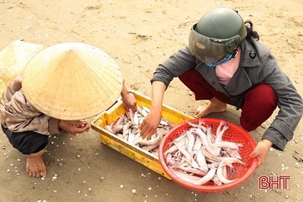 Hà Tĩnh: Ngư dân trúng đậm loại cá nhão như cháo, được dân nhậu lùng mua, mỗi tàu lãi 5-7 triệu - Ảnh 8.