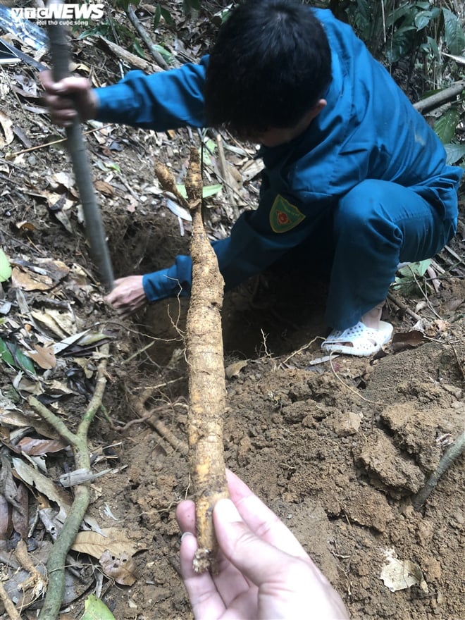 Đi tìm loài sâm tiến vua bị lãng quên ở núi Dành - Ảnh 6. Đi tìm loài sâm tiến vua bị lãng quên ở núi Dành - Ảnh 6.