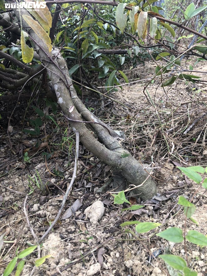 Đi tìm loài sâm tiến vua bị lãng quên ở núi Dành - Ảnh 2. Đi tìm loài sâm tiến vua bị lãng quên ở núi Dành - Ảnh 2.