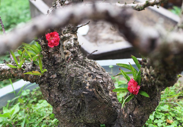 Bỏ tiền triệu mua cành đào lạ, &quot;thượng đế&quot; ngã ngửa với cú lừa của dân buôn - Ảnh 4.