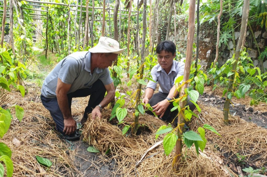 Xuất khẩu loại lá nhân duyên, cả làng no ấm - Ảnh 3. Xuất khẩu loại lá nhân duyên, cả làng no ấm - Ảnh 3.