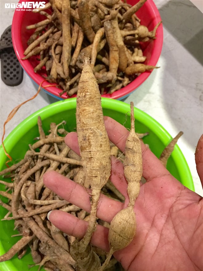 Đi tìm loài sâm tiến vua bị lãng quên ở núi Dành - Ảnh 5. Đi tìm loài sâm tiến vua bị lãng quên ở núi Dành - Ảnh 5.