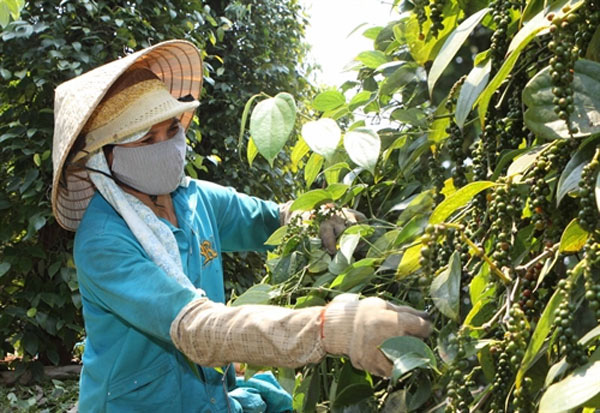 &quot;Vàng đen&quot; cho sản lượng thấp nhất 5 năm, bất ngờ xuất khẩu hồ tiêu tăng cả lượng lẫn giá - Ảnh 4.