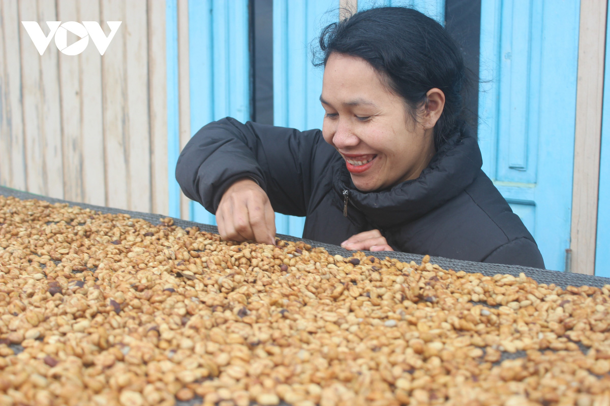 Cô gái K’ho khởi nghiệp từ cà phê Arabica vàng - Ảnh 1. Cô gái K’ho khởi nghiệp từ cà phê Arabica vàng - Ảnh 1.