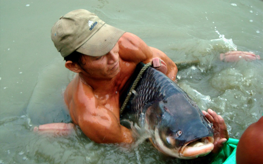 Tiền Giang: 40 con 'thủy quái", mỗi con nặng 40-50 ký nuôi ở đây "ăn chay", ăn từ tốn kiểu "yểu điệu thục nữ"