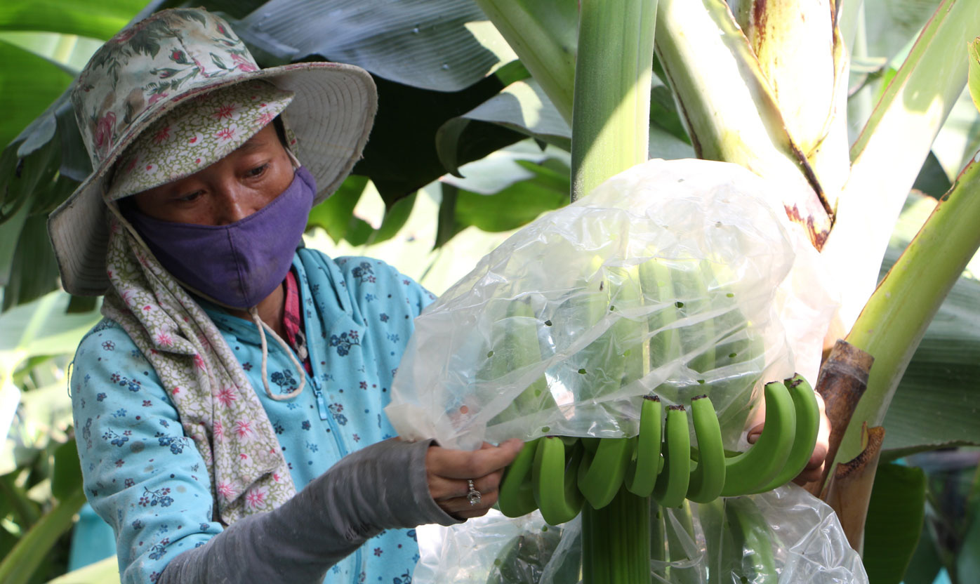 Long An: Thử vận may trồng chuối già Nam Mỹ, sau vài tháng anh nông dân trẻ 9X cho kết quả bất ngờ - Ảnh 1.