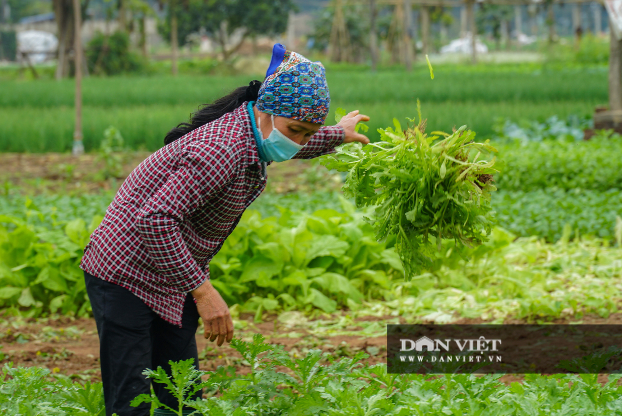Người dân Hoài Đức trắng tay vì rau, củ rớt giá thảm hại - Ảnh 7.
