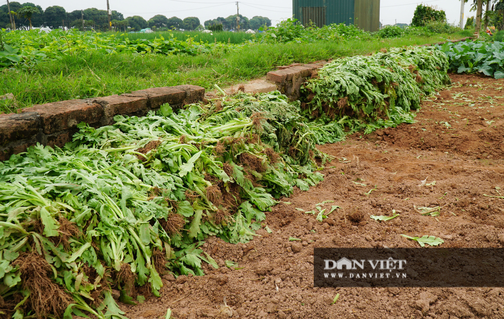 Người dân Hoài Đức trắng tay vì rau, củ rớt giá thảm hại - Ảnh 11.