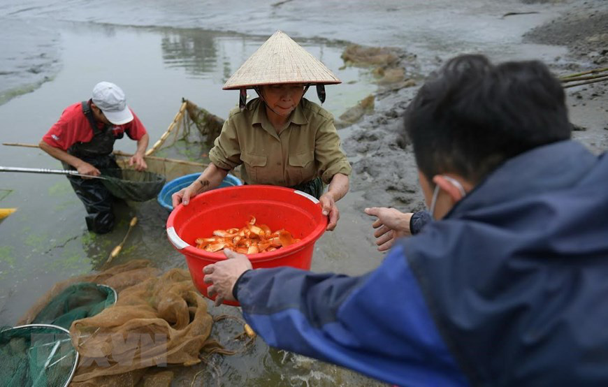 Vựa cá chép miền Bắc đỏ rực chờ ngày làm phương tiện tiễn ông Công, ông Táo chầu trời - Ảnh 1.