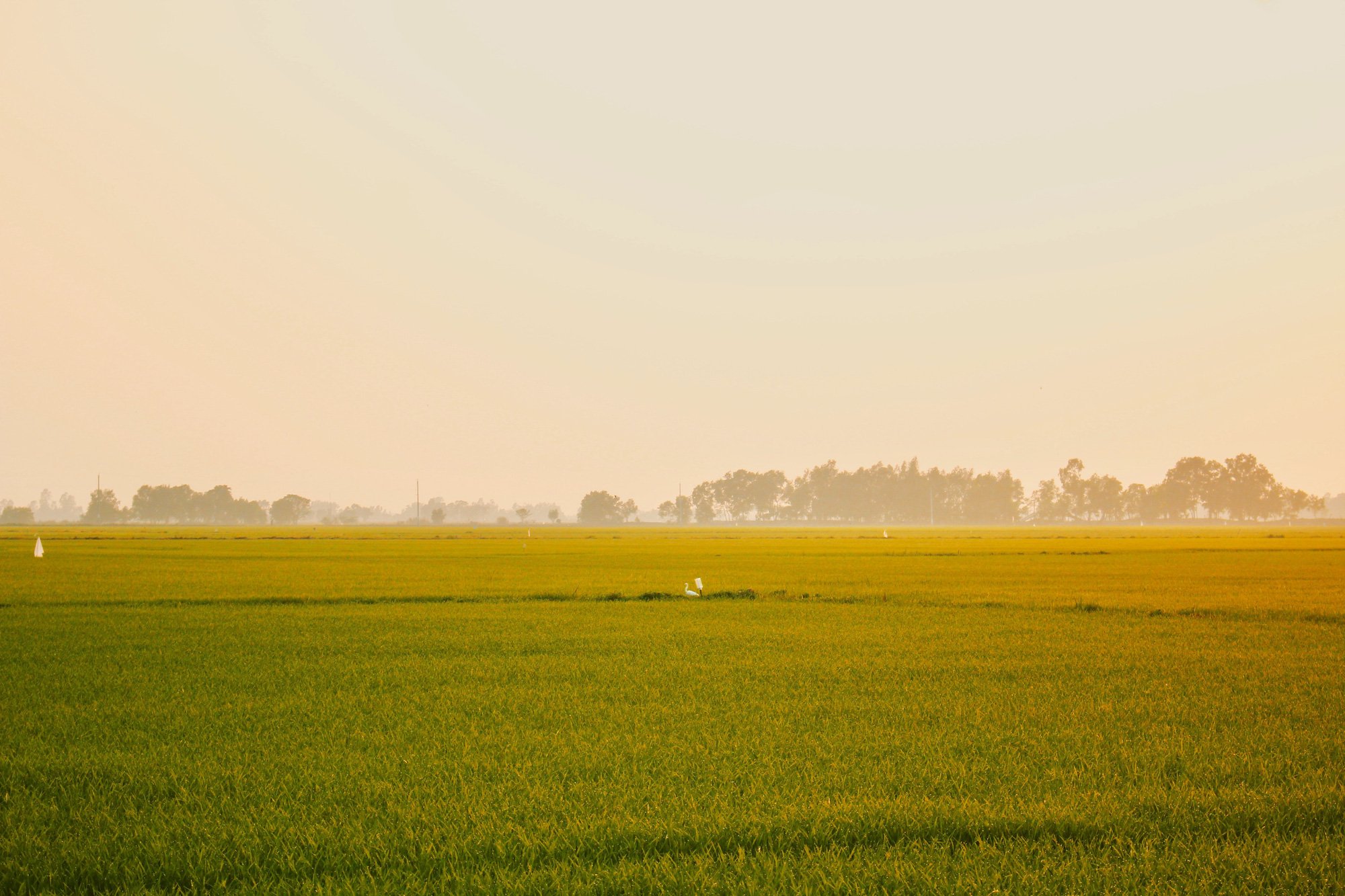 Hút hồn với mùa lúa chín vàng ruộm cánh đồng An Giang - Ảnh 4.