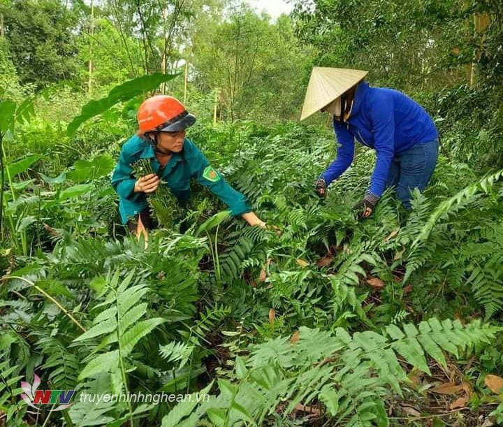 Nghệ An: Nông dân rủ nhau lội suối săn tìm hái thứ rau rừng nghe tên đã thấy &quot;sống thọ&quot;, ăn quen mồm sẽ &quot;nghiện&quot; - Ảnh 3.