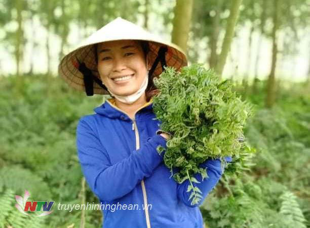 Nghệ An: Nông dân rủ nhau lội suối săn tìm hái thứ rau rừng nghe tên đã thấy &quot;sống thọ&quot;, ăn quen mồm sẽ &quot;nghiện&quot; - Ảnh 5.