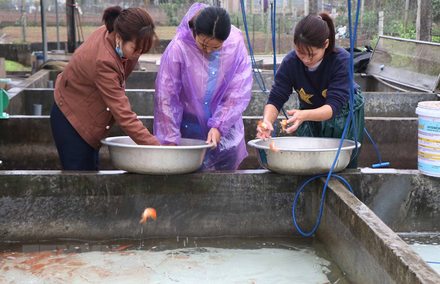 Vựa cá chép miền Bắc đỏ rực chờ ngày làm phương tiện tiễn ông Công, ông Táo chầu trời - Ảnh 4.