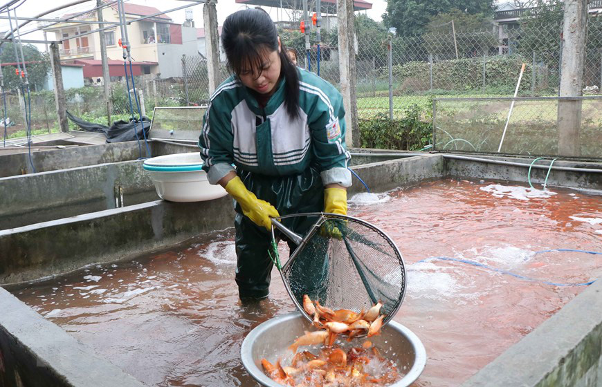 Vựa cá chép miền Bắc đỏ rực chờ ngày làm phương tiện tiễn ông Công, ông Táo chầu trời - Ảnh 7.
