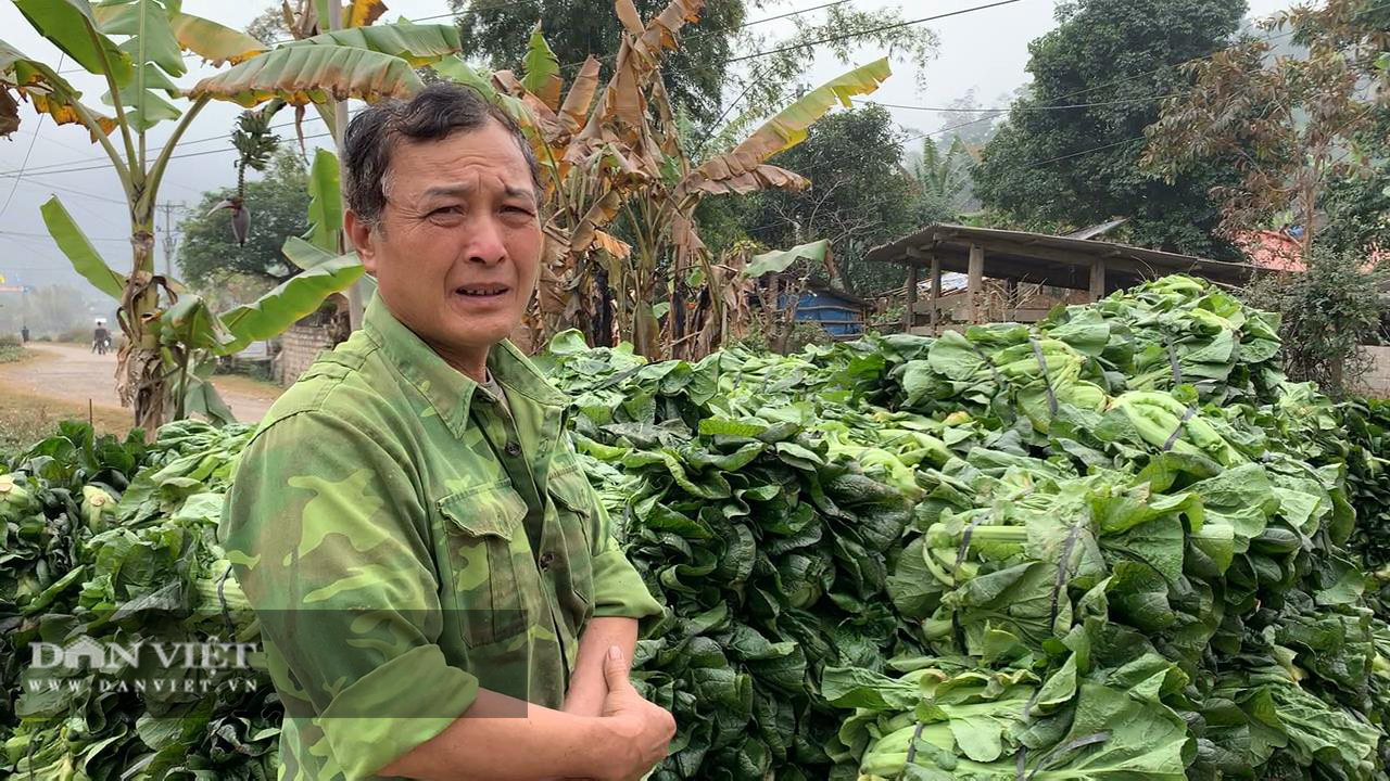 Bắc Kạn: Trồng thứ rau lá to như tai voi, nhiều nông dân có cơ hội thoát nghèo - Ảnh 8.