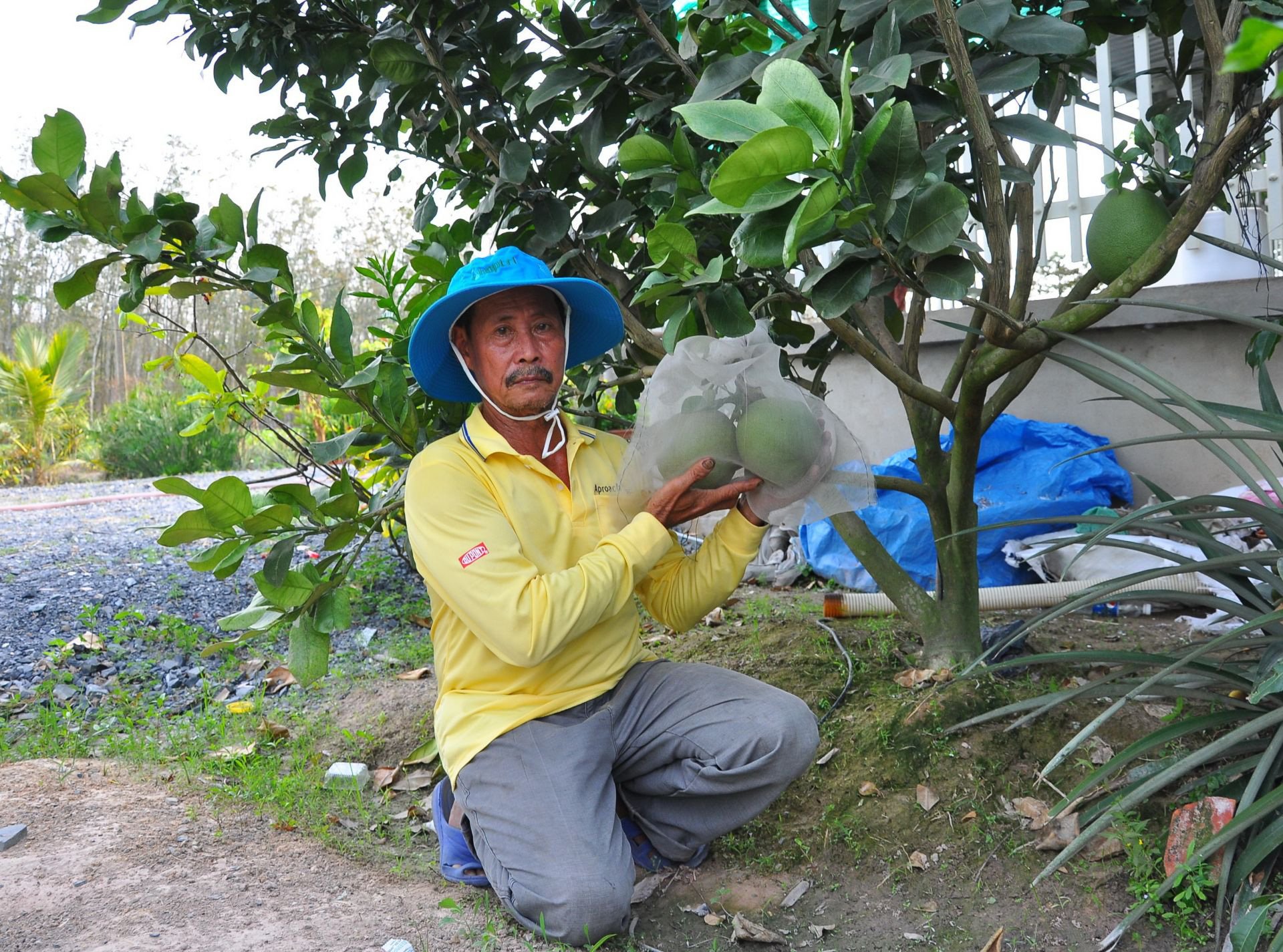 Cây “tỷ phú” mình đầy gai chi chít ở Tây Ninh là cây gì mà nông dân cứ trồng 1ha lại thu về 1 tỷ? - Ảnh 4.