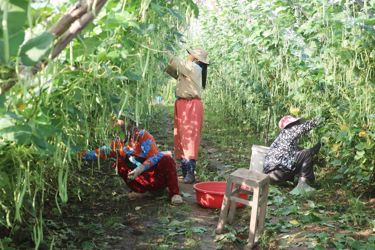 An Giang: Ruộng trồng đậu cô ve leo giàn đẹp như phim, trái ra quá trời, hái mỏi cả tay, thu được cục tiền to - Ảnh 1.