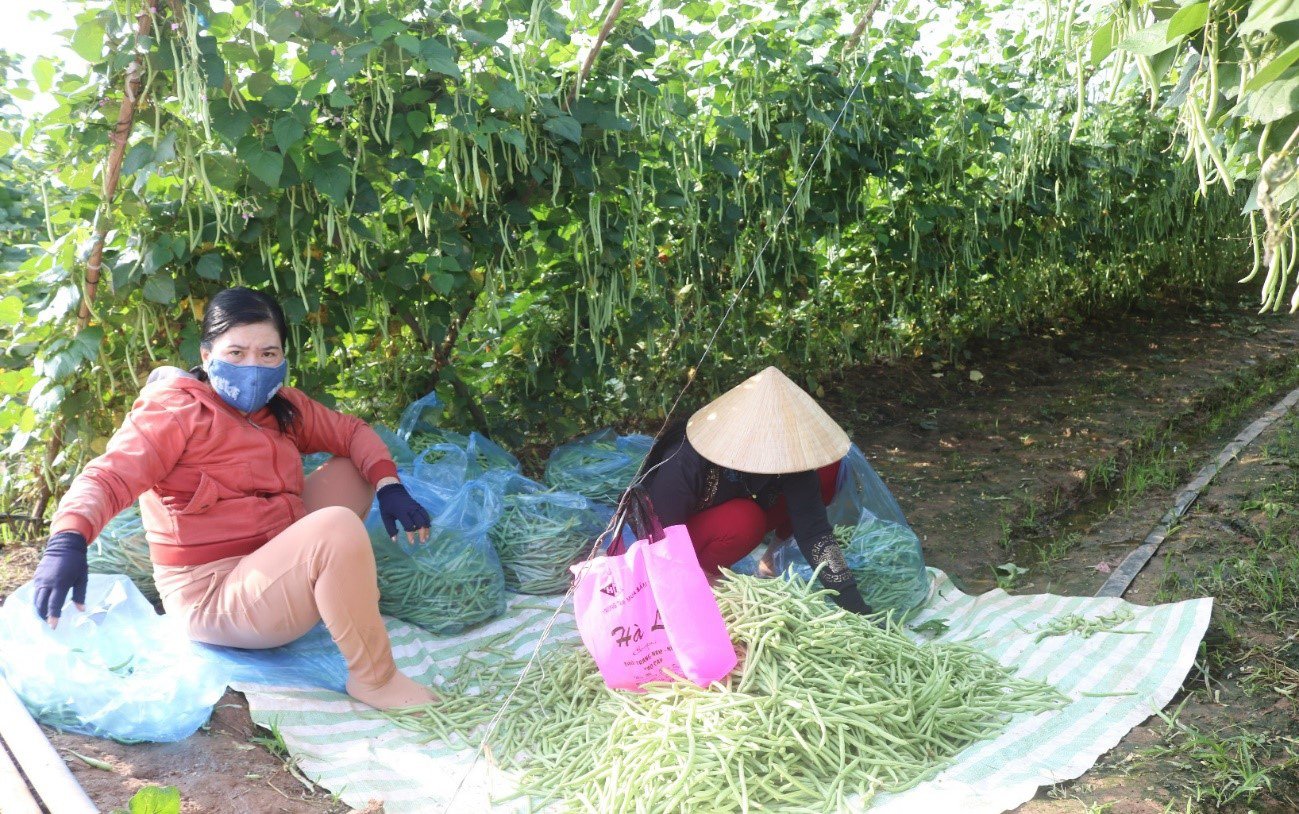 An Giang: Ruộng trồng đậu cô ve leo giàn đẹp như phim, trái ra quá trời, hái mỏi cả tay, thu được cục tiền to - Ảnh 2.